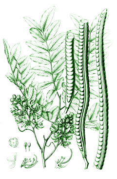 Cassia leiandra Marimari